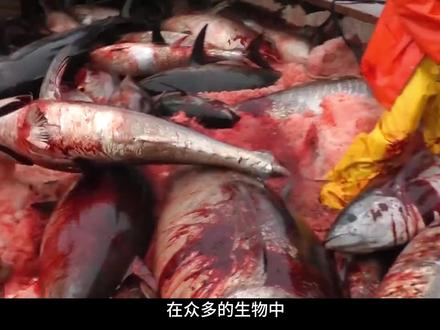 沉默猎杀|网鱼之狱。 它们不会哭,也不会喊疼,于是被默认“没有痛苦”。
4万吨三文鱼、6万条一箱、缺氧窒息、活活冻死。
你吃的,真的是食物吗?
#三文鱼 #养殖 #动物纪录片 #海洋生物 #人道主义