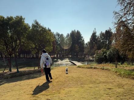 小众封神遛狗地🍁上海绝美宠物友好公园
上海周边宠物友好绿地测评第十六期来啦~ 今天推荐东滩湿地公园,客观给到4星推荐🌟 藏在崇明岛最东边的超大型生态秘境,人少景绝、宠物友好度拉满,这个季节带狗撒欢、拍人宠大片再合适不过!
✅ 核心亮点盘点(遛狗党狂喜):
▪️ 超大空间肆意撒欢:园区面积大到离谱,绕园一圈至少2小时,看海追日落得3小时以上;大片松软草坪+蜿蜒森林步道,狗狗能尽情奔跑嗅闻,丰容体验直接拉满
▪️ 生态景观一绝:落羽杉林层林尽染、扬子鳄栖息湿地野趣十足、芦苇荡随风摇曳,往东走还能邂逅大海与绝美日落,随手拍都是人宠氛围感大片
▪️ 人少清净超安心:周末去都几乎没什么人!能在相对安全的环境里放开狗子,不用担心里外避让人群,惬意感直接拉满
▪️ 宠物友好细节拉满:步道每隔一段就有垃圾桶+休息座椅,丢拾便袋、随时歇脚超方便;洗手间整洁卫生,沿途无垃圾无狗屎,洁净度满分;芳草地区域还有宠物友好咖啡厅,人少可带狗入内,喝着咖啡看湿地湖景太治愈
▪️ 配套设施超周全:芳草地外围有大块露营草坪+小型宠物乐园,还贴心配备宠物饮水处,带狗出行完全不用愁
⚠️ 需提前知晓的细节:
▪️ 需购门票:分平日票(约50元)和周末票(约80元),提前一天预约能省点钱,性价比更高
▪️ 园区偏大:狗子体型小或者体力一般的话,建议租电瓶车/自行车绕园,避免遛到腿软;一定要提早出发,预留充足游玩时间
▪️ 停车指南:优先停西门停车场,我们停5个半小时花费20元,价格还算友好
📸 人宠合照打卡小贴士:
这个季节最佳拍照时间是下午2-3点!蹲在落羽杉林间,利用柔和阳光+笔直林木的延伸线构图,轻松拍出氛围感人宠大片;穿浅色系衣服更出片,记得给狗子也搭配小配饰~
总结:东滩湿地公园绝对是上海为数不多的超大型宠物友好遛狗地,生态景观丰富、配套贴心、人少清净,既能带狗亲近自然,又能拍美照,不管是短途遛宠还是周末深度游都超适配!趁着好天气,赶紧带狗子奔赴这场海岛生态之旅吧~
#上海遛狗好去处 #崇明宠物友好公园 #东滩湿地公园 #人宠合照圣地 #青年创作者成长计划