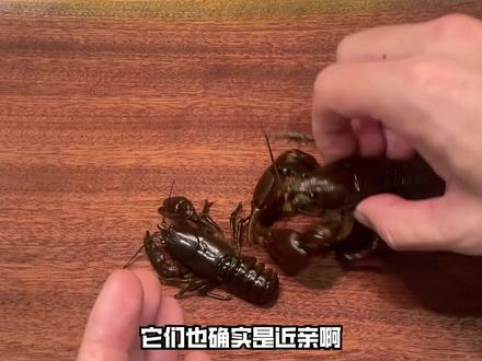 东北蝲蛄大观察!喇蛄豆腐算是一种分子料理吗? #蝲蛄 #蝲蛄豆腐 #海鲜科普 #青年创作者成长计划 #东北特产美食