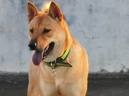 我家的嫡长狗“爆米花”一周岁啦~渐渐的已经看不到你调皮捣蛋的一面了,随着而来的是成熟和稳重。狗妈妈在你6个月的时候被歹人所害,有妈妈陪伴的那段日子应该是你最快乐的时光吧~我也是很想它😭😭#中华田园犬#生日快乐🐶#人间