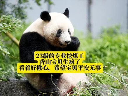 香山宝贝生病了 希望宝贝平安无事!#大熊猫香山