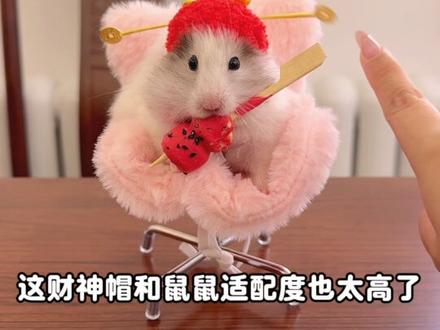 鼠鼠我呀有姥姥做的财神帽哦! #我家有个小财神#抖音新春联欢会#宝贝年味企划#万物可爱计划 #蔡可爱爱仓鼠