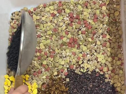 仓鼠粮 仓鼠粮#金丝熊配粮