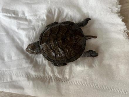 乌龟过冬死亡接近三分之一,损失惨重 #乌龟冬眠 #乌龟过冬 #吸水树脂冬眠 #蛋龟 #养龟人 #养龟日常