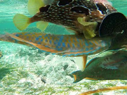 《环球探海记》阿曼~第15天:听说刺鲀有剧毒?但我却连皮一起吃了? #赶海 #世界的厨房 #旅行大玩家