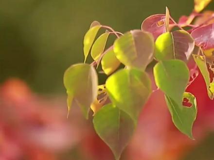 今日立冬,立冬,是二十四节气的第十九个节气,也是冬季的开始。意味着万物进入休养、收藏状态。
如果说秋天的美是绚烂斑斓的,那么冬天的美就是静谧安然的。忽而立冬,至此,我们与秋天告别,与冬天相拥。
斑驳的山林开始谢幕,
草木已经枯萎、老去,
它们被深埋入土,在无人问津的冬天,
开始为明年春天默默蓄力。
冬天,也可以充满诗意,
当第一朵雪花落下,
我们围炉煮茶,温酒侍花,
北方吃起了饺子,南方开始了冬酿
静候下一个春秋冬夏。
人生,就是这样,不断地经历着四季,
在循环往复中,去寻找新的自己。
立冬,要着更暖的衣,温更烈的酒,抱最爱的人
愿岁月温柔以待,多喜乐,少烦忧!
祝朋友们,秋天未完的心事,
在这个冬天,都会实现。
#二十四节气#立冬 #今日分享