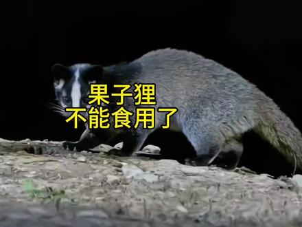 果子狸不能食用了#野生动物 #动物科普 #果子狸