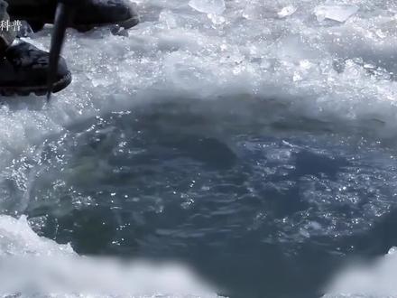 《重返狼群》第三部 再见格林。 #重返狼群 #格林狼王 #李微漪 #动物世界 #狼