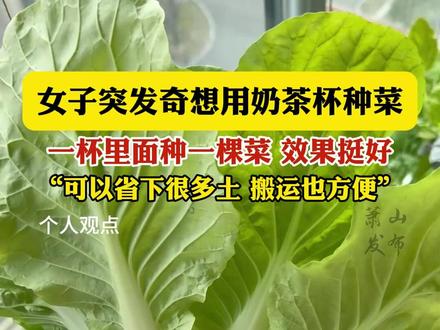 女子突发奇想用奶茶杯种菜,一杯里面种一棵菜 效果挺好,“可以省下很多土搬运也方便”(视频素材来源:@柏柏一直棒棒哒 )@DOU+小助手 #种菜#奶茶杯#自己动手丰衣足食 #纯天然绿色蔬菜 #抖音分享视频