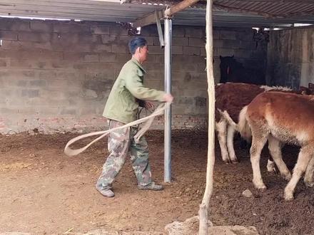 第一次出来骑牛,不料邻居带狗来咬牛,咬的主人心疼坏了,真可怕 #我的乡村生活