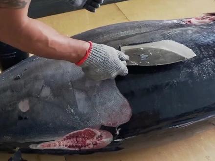 令人惊叹的技艺:单人分解500斤蓝鳍金枪鱼,过程超解压#杀鱼技术 #蓝鳍金枪鱼#解压视频