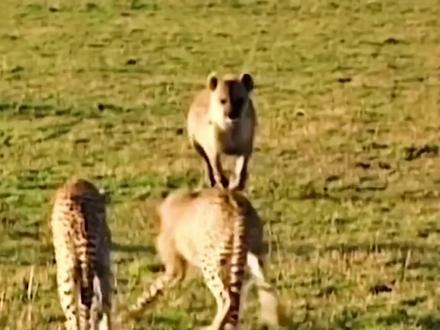 十大鬣狗杀手(1) 非洲鬣狗的天敌#动物世界