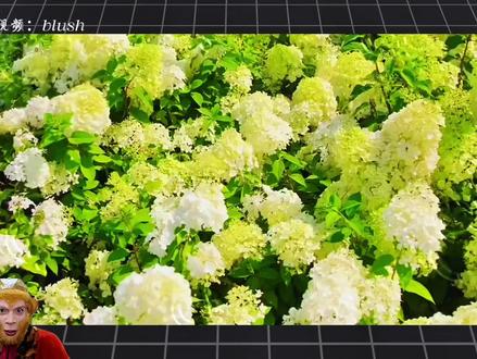 恭喜你今天又学会了水滴扩散效果#视频剪辑#剪辑教程#剪辑 #零基础学剪辑 #实用小技巧