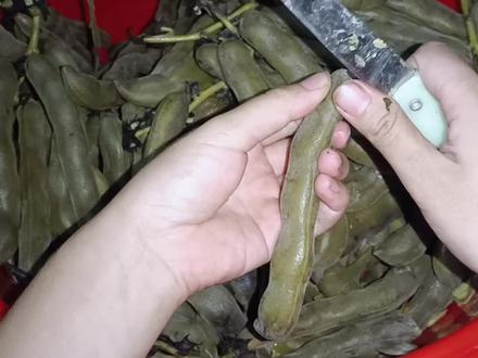 知道你们都喜欢看剥狗爪豆皮#狗爪豆