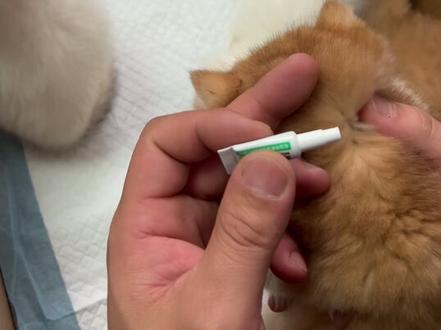 猫咪内外驱虫在家怎么做! #老猫说喵 #小猫驱虫 #猫咪 #宠物护理 #萌宠微笑