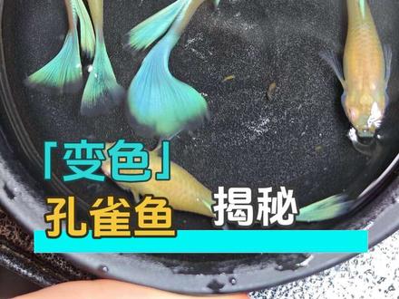 别再问了!这是黑盆不是锅! “好多人问!这就是你们说的‘平底锅’里的两面派孔雀鱼,白盆温柔粉,黑盆天空蓝,一条鱼解锁两种神仙颜值✨”#孔雀鱼 #孔雀鱼繁殖 #孔雀鱼宝宝