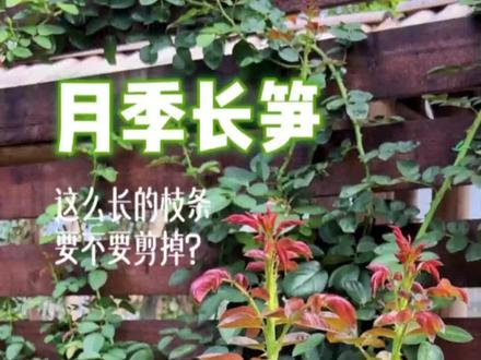 月季冒出了长长的笋芽,要不要修剪呢?#月季修剪 #月季养护 #藤本月季