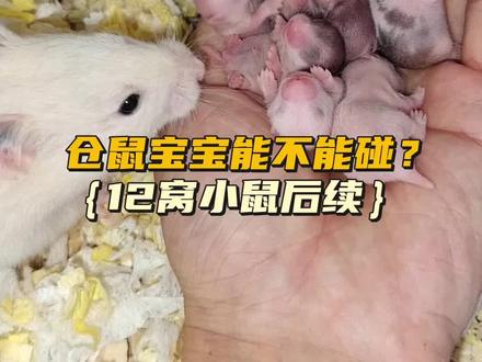 刚出生的仓鼠能不能用手碰?12窝小鼠后续!@抖音热点 #仓鼠