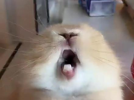 #兔叽兔叽 #兔子 #萌宠出道计划 被亲下就哇哇大叫的小兔宝