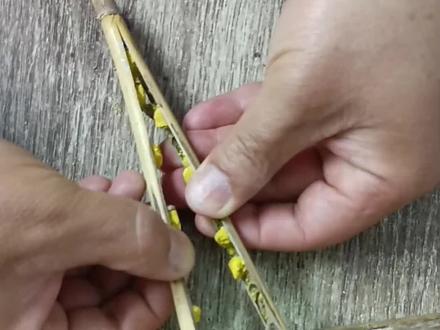 小时候总以为这是蜜蜂的屎😂😂