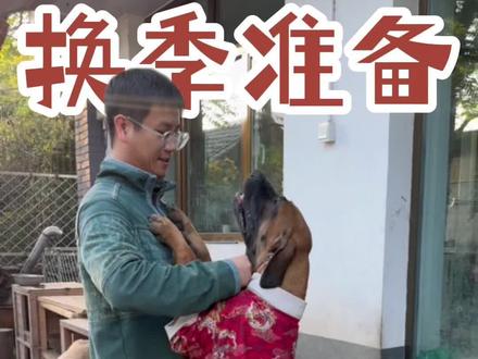 天凉了,小狗也要预防感冒#小狗日记 #巴西菲勒 #马士提夫#养狗人的精神状态