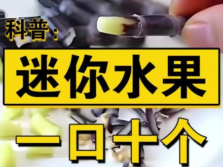 超迷你水果,你吃过几种? #水果 #普及知识 #科普 #迷你榴莲 #万万没想到