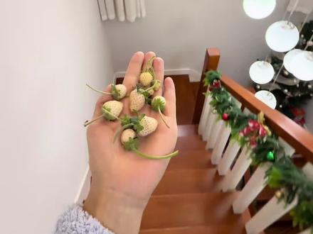 王女士耗费四个月心血,花费数百元种出来9颗指甲盖大的小草莓#草莓种植 #民间手艺 #体验原生态美食的乐趣