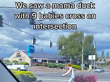 鸭子带着鸭宝宝们过马路