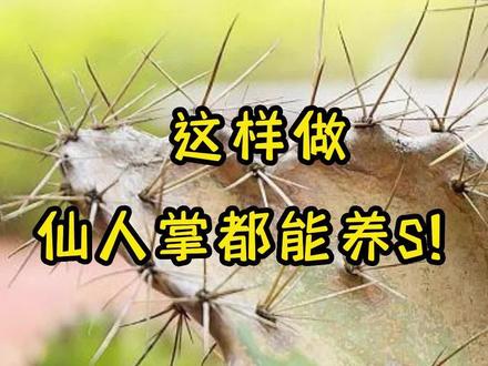 如何让绿植变干柴,简单实用,新人必学#种植技术 #盆栽 #园艺 #仙人掌