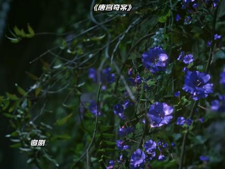 从壁上花一案,推测幕后真凶竟然是淑妃! #唐宫奇案 #推理 #电视剧唐宫奇案