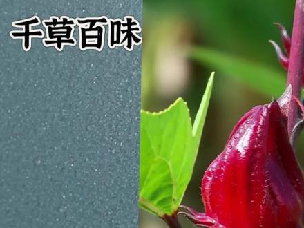 听故事学中药,本期讲解洛神花#洛神花 #中药材 #科普