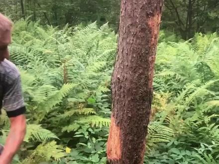 砍树新招,精准控树倒向还超安全