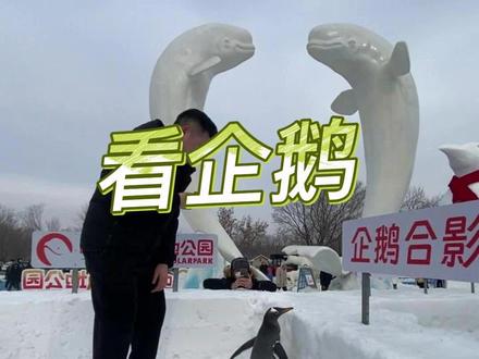 哈尔滨室外都能养企鹅了,#冬天一定要去次哈尔滨呢 #这就是东北冬天的浪漫吧 #万科大都会 #万科精装房