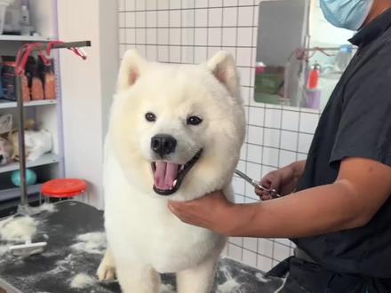 #萨摩耶 #鑫宠世园宠物生活馆 萨摩耶北极熊装