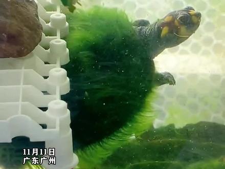 女子买回一只乌龟,养着养着就成了全身长满草的绿毛龟,看着还挺飘逸!#神奇动物在抖音 #无奇不有的大千世界 #惊呆了