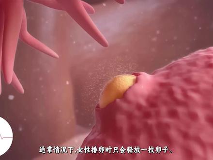 为什么会生双胞胎 为什么会生双胞胎 #科普 #3D