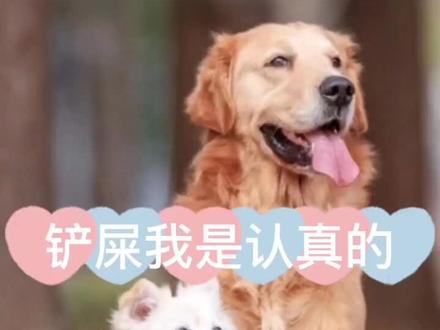 你知道狗狗为何喜欢晒太阳吗?这背后的原因竟是什么?视频有点长!请耐心看完!对于养狗的你来说绝对有帮助!#狗狗