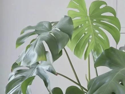 耐阴好养绿植当属龟背竹,修剪会让它长得更快,看到最后相信你也可以养的很棒,它跟绿萝般好养,叶界的爱马仕,水培土培都可以。 #龟背竹 #除甲醛的高手龟背竹 #花卉绿植 #龟背竹养护