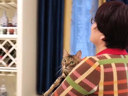 姑妈终于要把猫接走了!!
