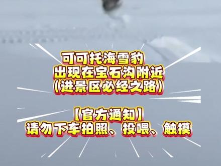 【可可托海雪豹咬人】滑雪场官方告知目前雪豹活动范围在宝石沟
#可可托海 #可可托海滑雪场 #可可托海雪豹