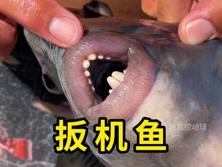扳机鱼,一种很具攻击性的鱼类! #扳机鱼 #科普 #涨知识