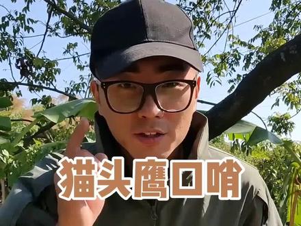 猫头鹰口哨 学会对着户外的动物试试