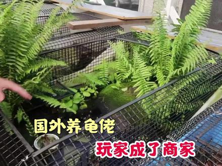 一个国外养龟佬,46年的养龟经历,最终玩家变成了商家!#乌龟 #草龟 #巴西龟 #白化龟 #龟缸 #养龟环境