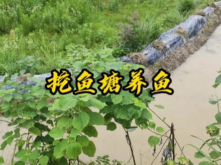 挖个鱼塘养鱼,过年过节的时候好捞鱼吃,用山泉水养可以吗 #我的乡村生活 #三农 #2022新农人计划 #乡野田间