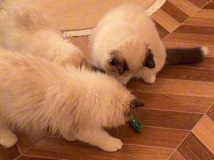 猫咪爱不释手的电动小虫#新手养猫#萌宠好物#逗猫玩具#猫咪玩具#逗猫神器