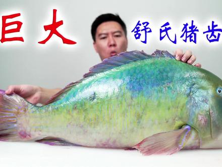 几十斤的巨大正青衣,可遇不可求,整个鱼头都是胶原蛋白 #海鲜美食 #青衣 #刺身 #抖音美食