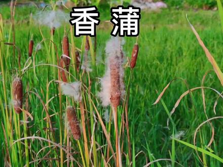 田边的香蒲,很多人还不了解它,村民常采摘来晒干#乡村守护人 #三农 #植物 ##科普知识