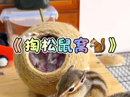掏松鼠窝看看里面到底有啥!#可爱萌宠 #万物可爱计划