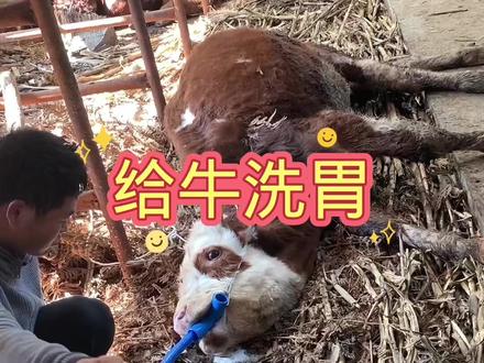 #农村养牛 #养牛技术 ,牛胃积食胀肚,洗胃快速解决问题