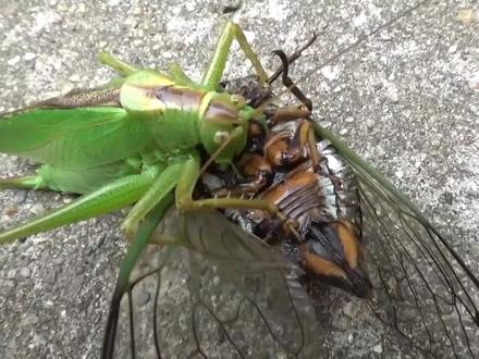 咬脖子,啃大腿!凶狠蝈蝈捕杀知了 #昆虫 #动物 #观察昆虫